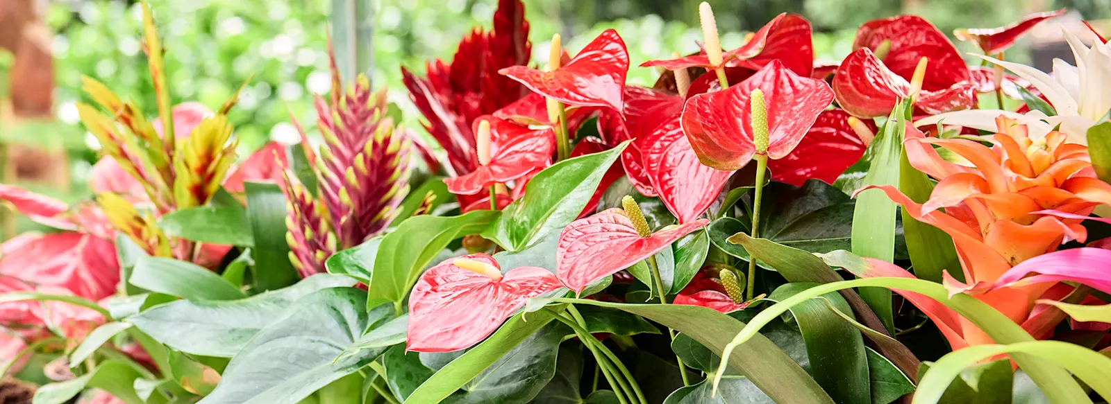 Category banner blooming plants