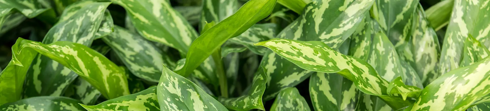 ArticleGroup Data Image Aglaonema