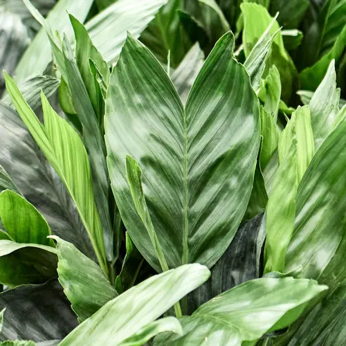 Chamaedorea metallica