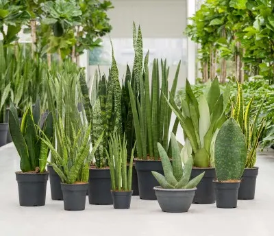 Schaduwplanten: Sansevieria