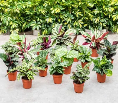 Schaduwplanten: Calathea