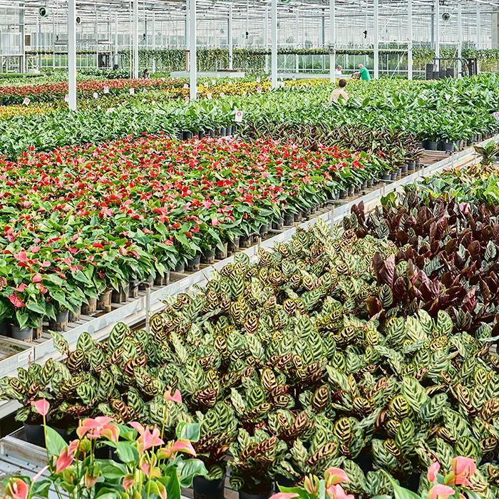 verticaal groen hydroplanten kas