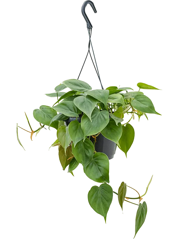 Philodendron - Scandens