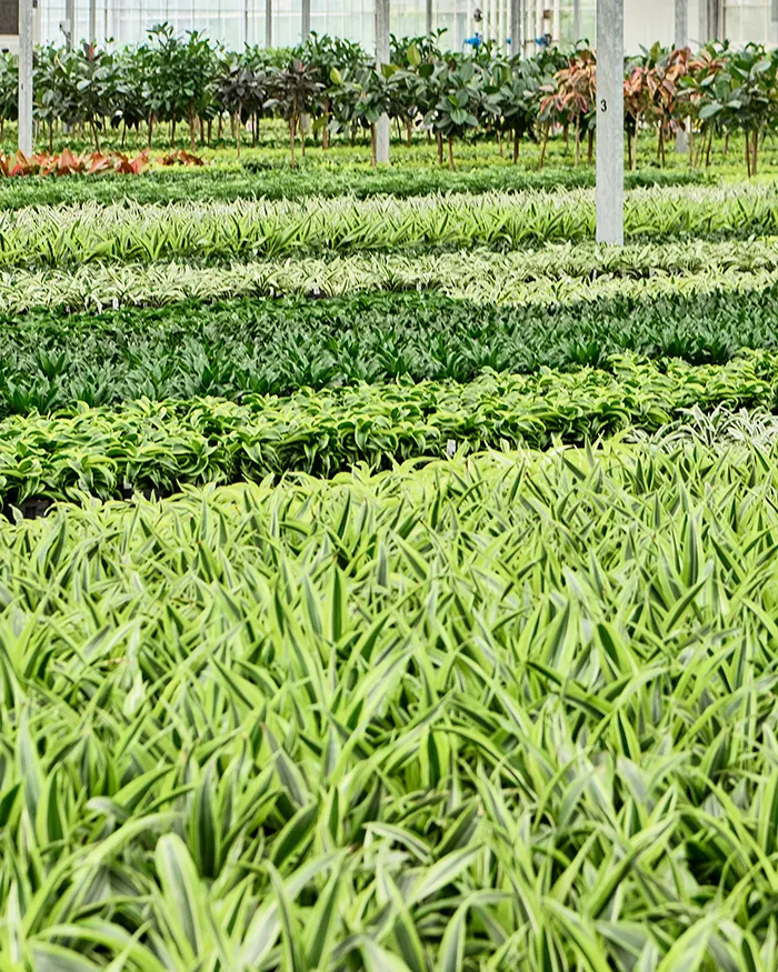 kleine hydroplanten verticaal groen aanbieding