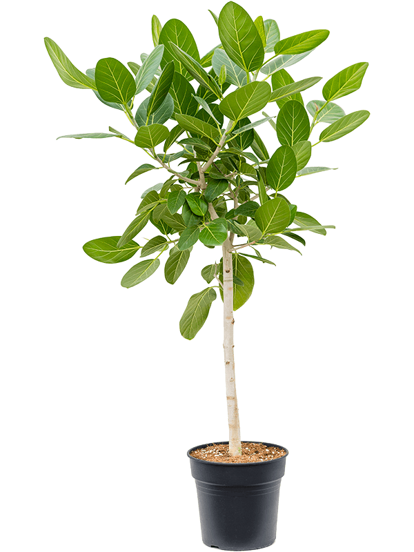 focus filter pot plants navigation