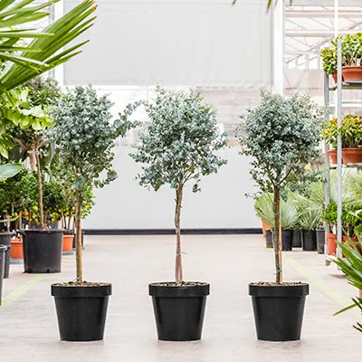 Eucalyptus trio