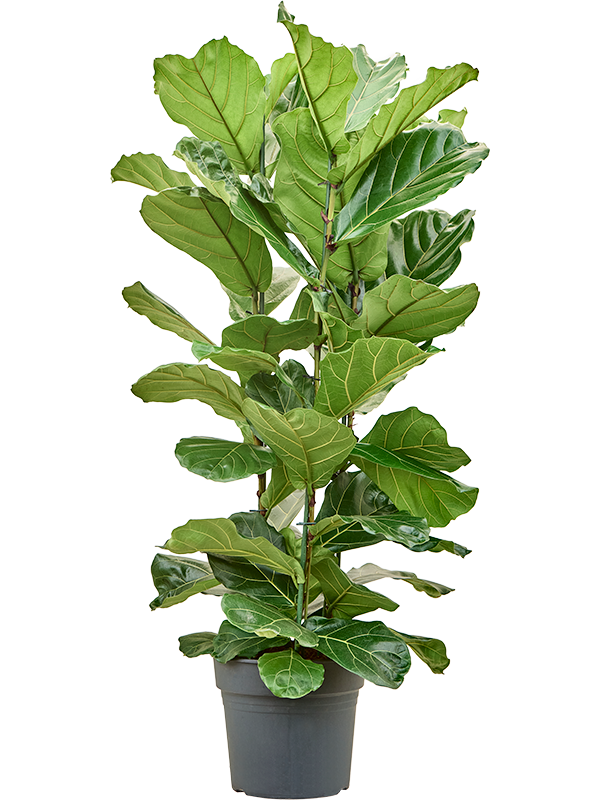 highlighted categories new plants Ficus lyrata