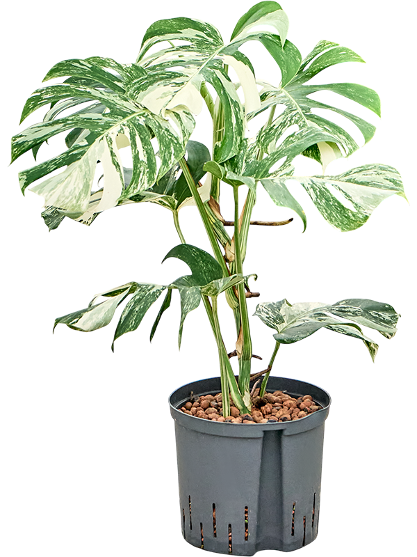 highlighted categories new plants