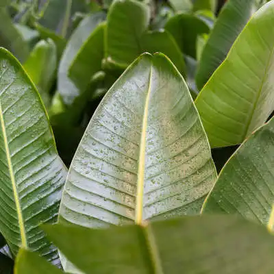 Strelitzia: alles ber die Pflege dieser Pflanze | Nieuwkoop Europe