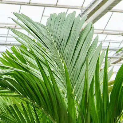 small indoor plant Houseplant Variety Pack (4 Plants) (4" Pots)*Easy Care *Assorted Tropi   Optiflora