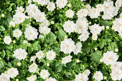 Banner Vaste planten