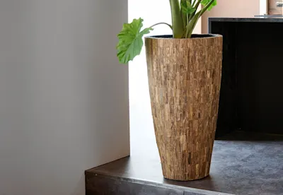 Plantinum natural cemani