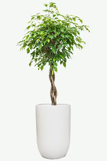 Ficus benjamina
