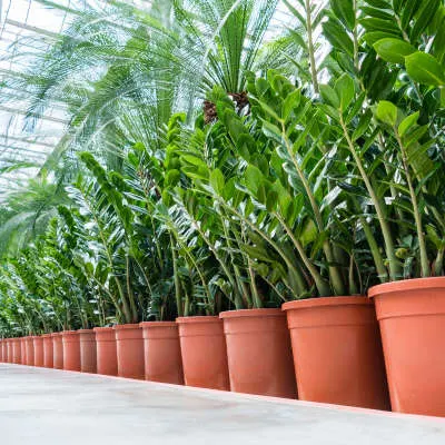 Schaduwplanten: Zamioculcas zamiifolia