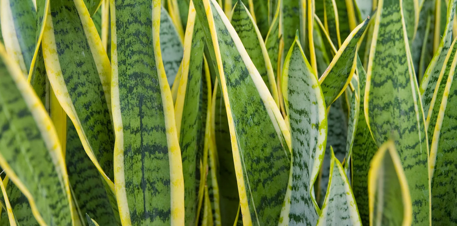 Sansevieria category banner