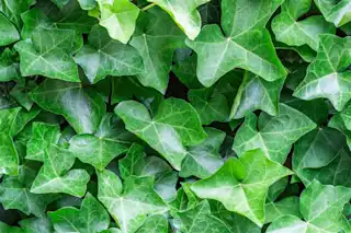 Banner Klimplanten