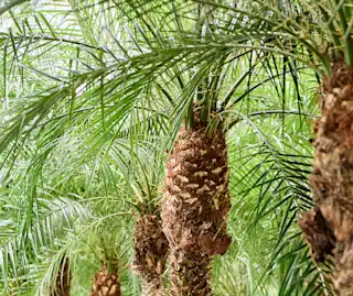 Phoenix roebelenii