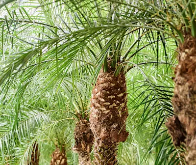 Phoenix roebelenii