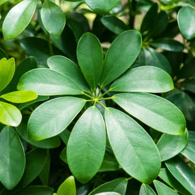 thumbnail Schefflera DSC6146