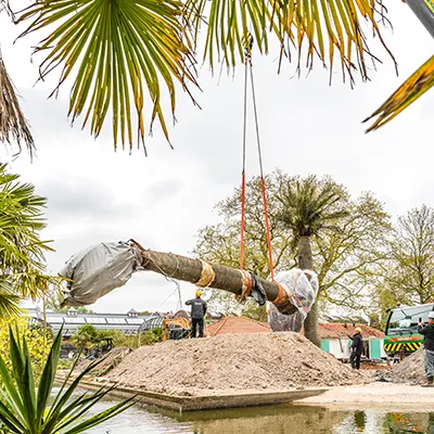 Jubaea palm onder kraan in Artis