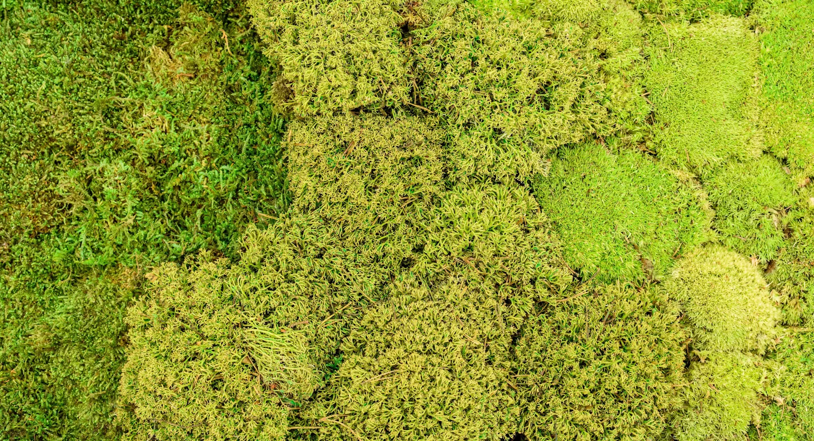 Moss category banner