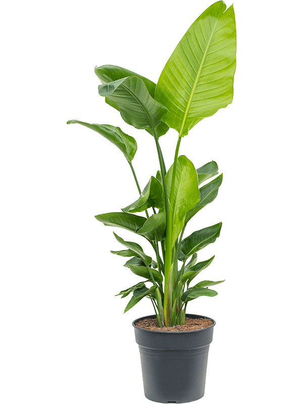 highlighted categories Strelitzia