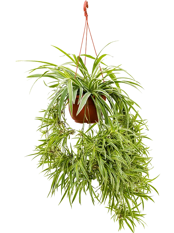 Chlorophytum comosum