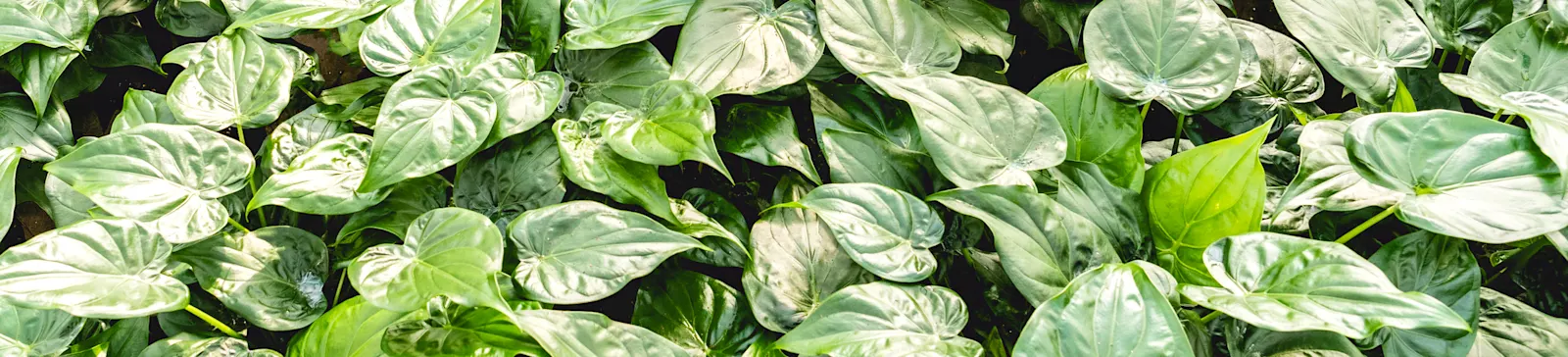 ArticleGroup Data Image Alocasia
