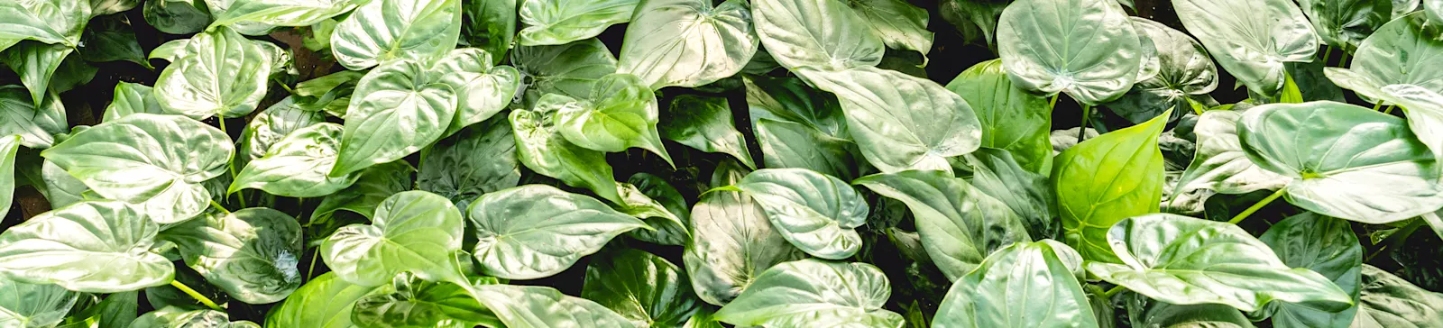 ArticleGroup Data Image Alocasia
