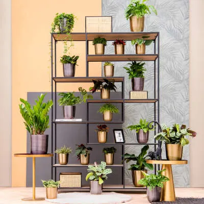 ter steege ts collection mayk