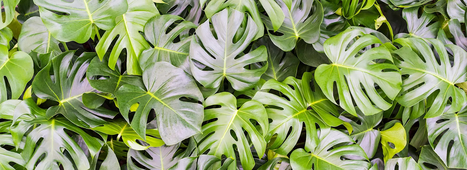 Monstera