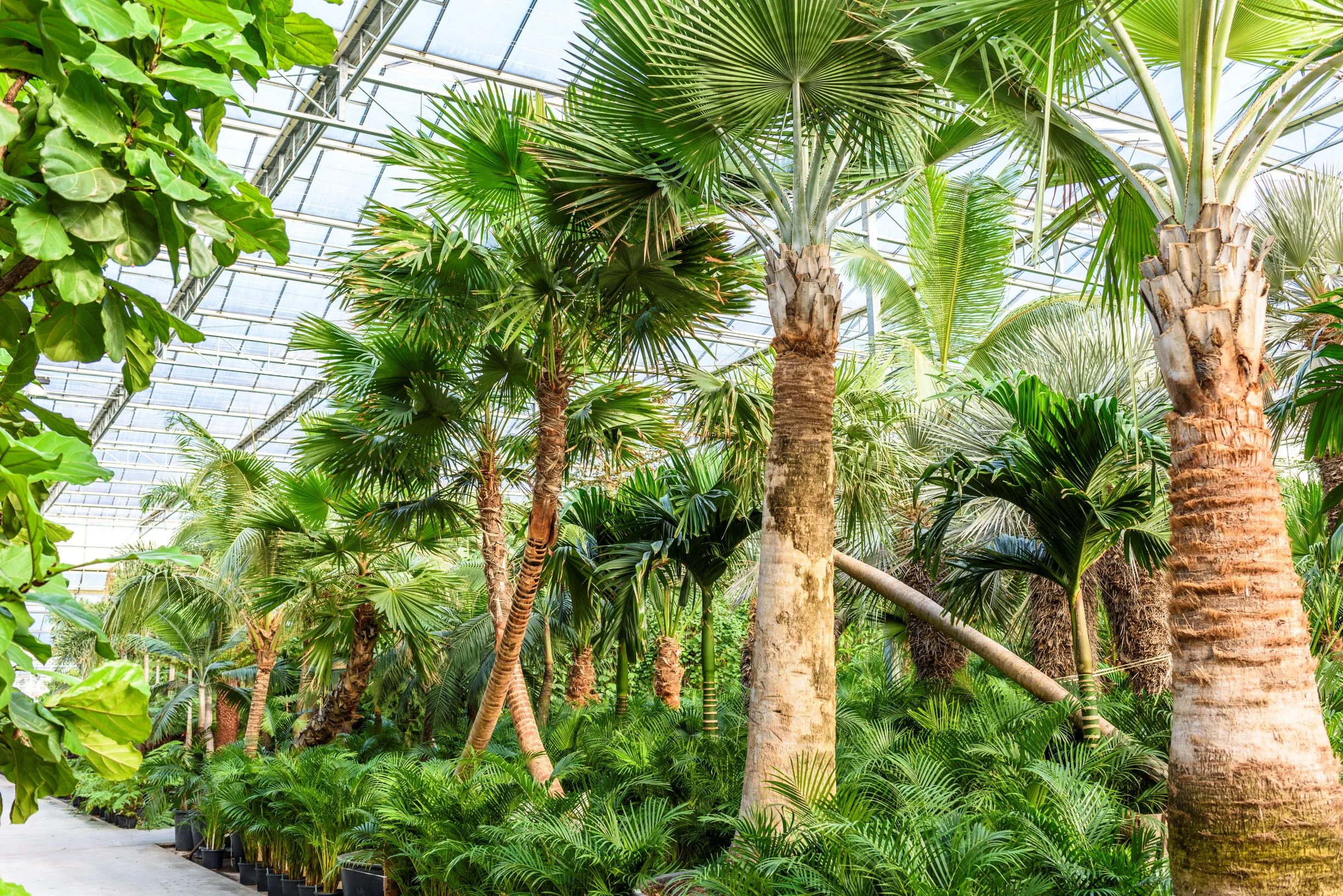 Image import large plants 2