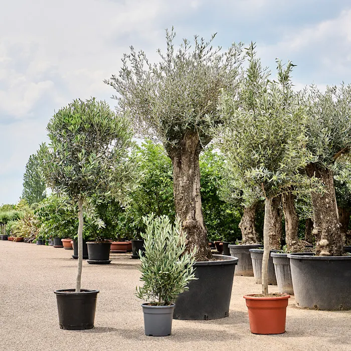 buitenplanten olea