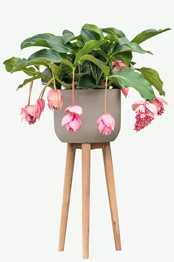 Medinilla