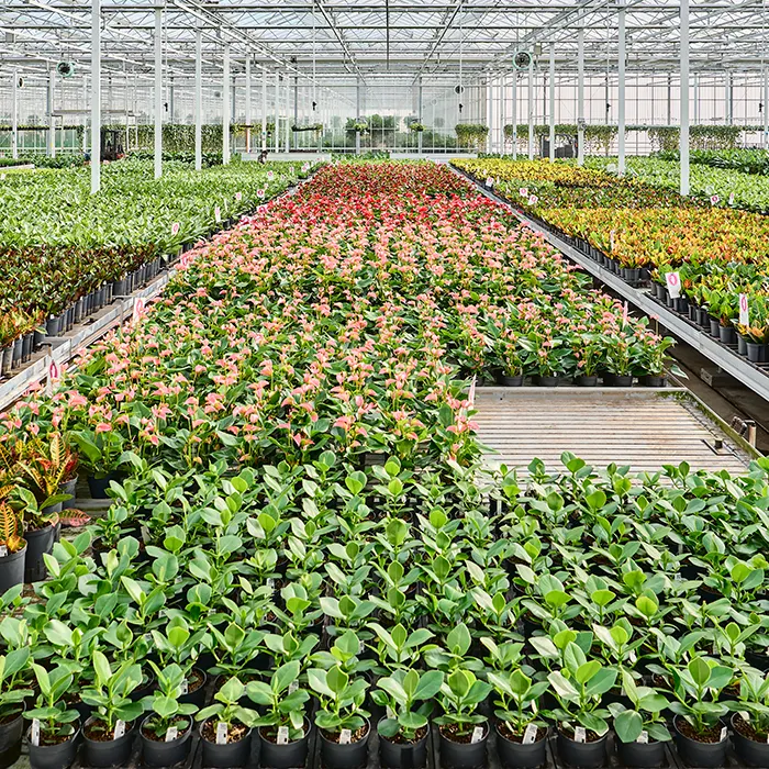 verticaal groen hydroplanten