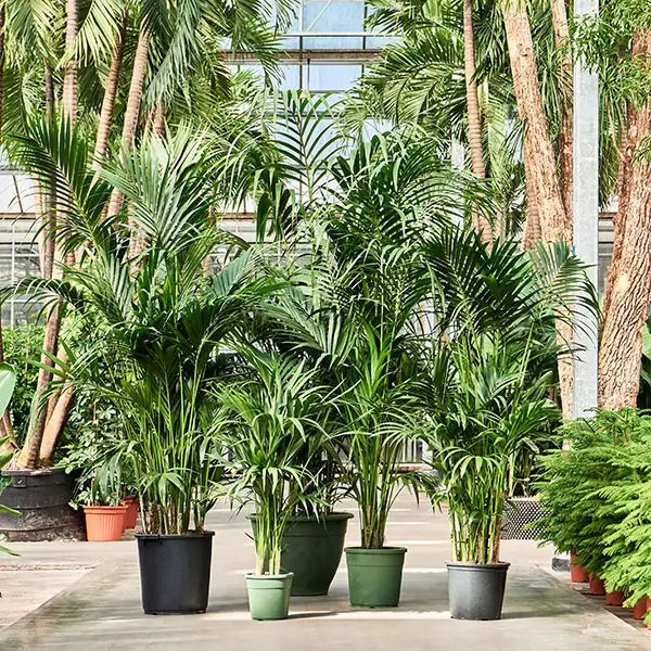 monstera gracilis Monstera gracilis aff main image 1