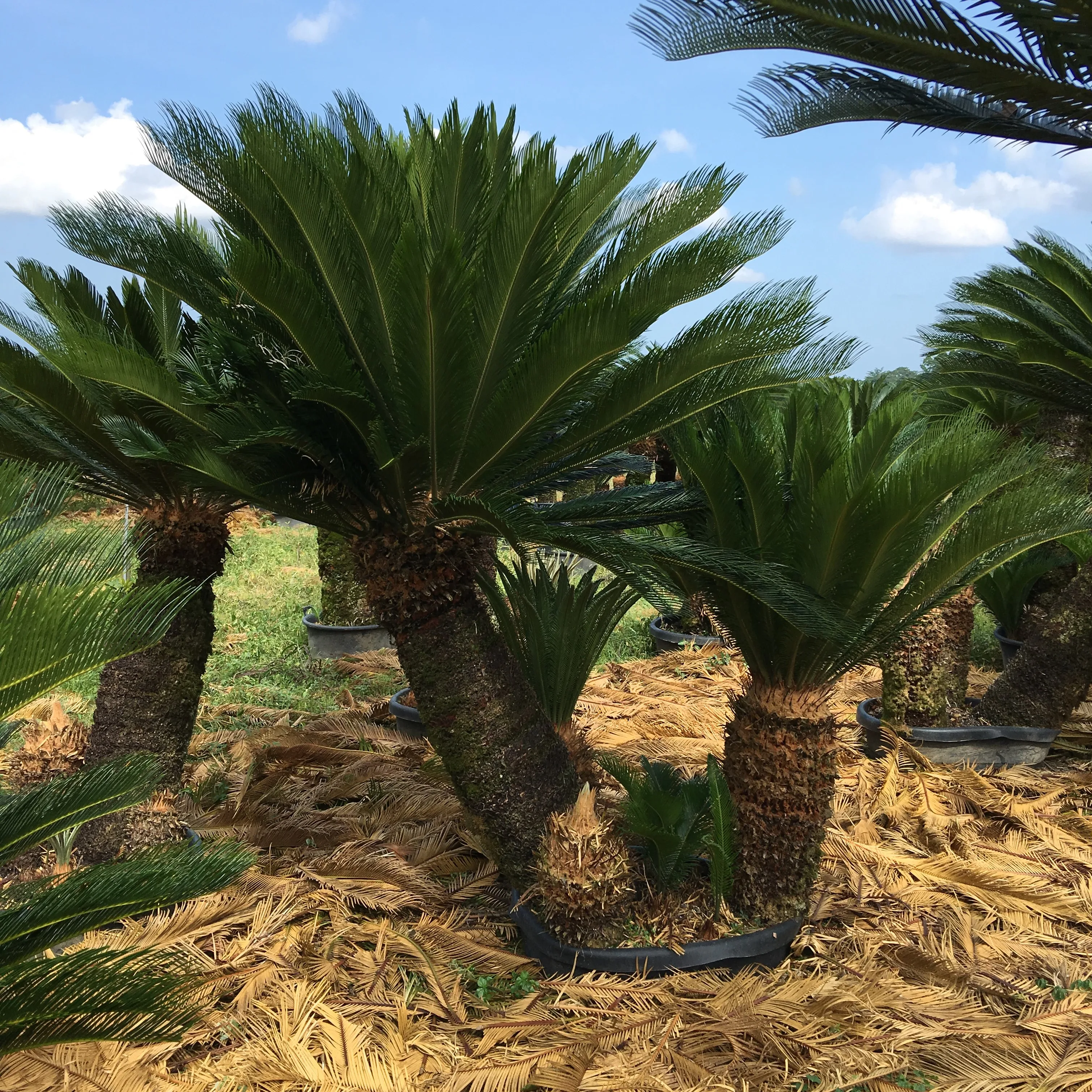 Image import large plants 1