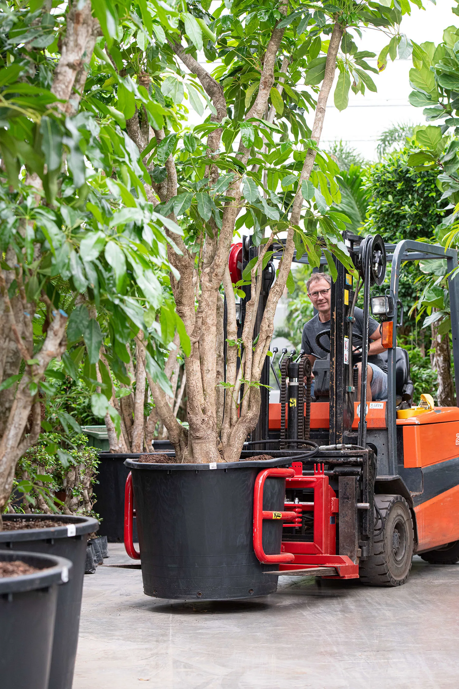 Verplaatsen grote planten