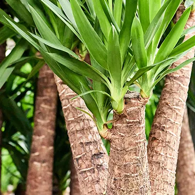 Yucca sproeien-voeding