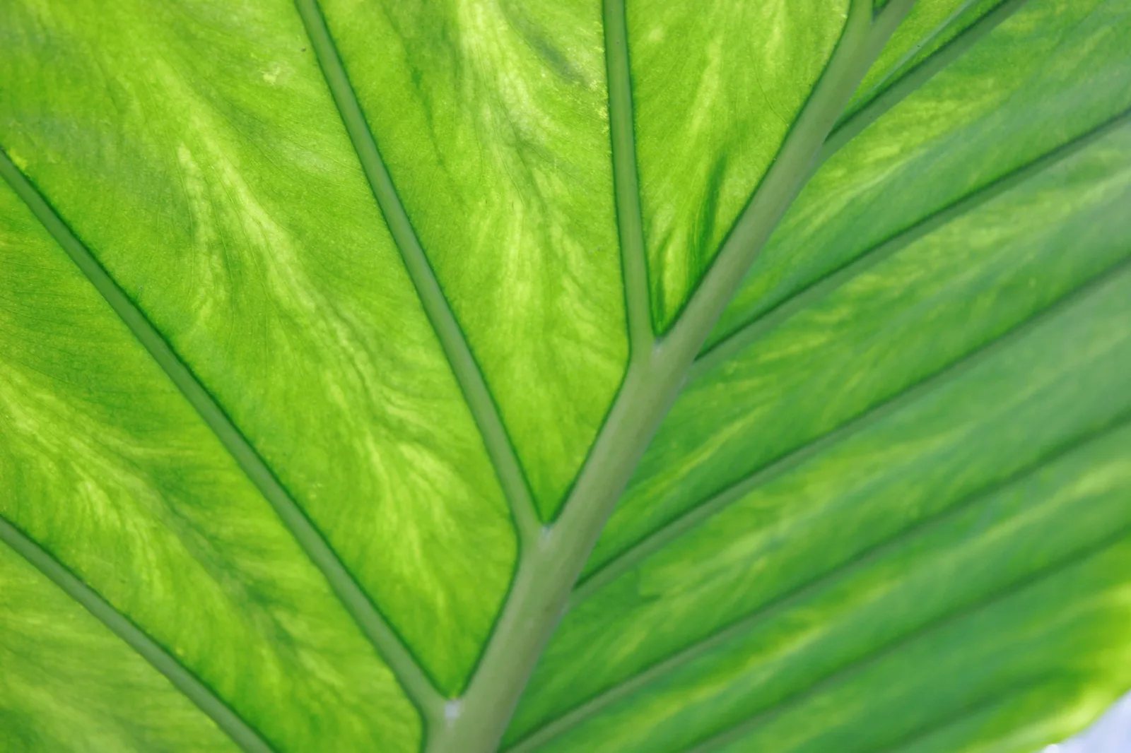 Preserved plants