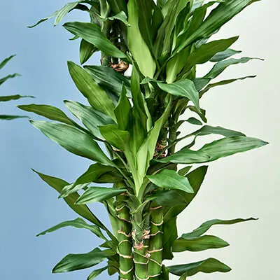 Dracaena fragrans 'Burundii' 1