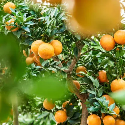 Citrus (Citrofortunella) calamondin 