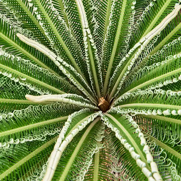 Cycas revoluta: Alles ber Herkunft und Pflege | Nieuwkoop Europe
