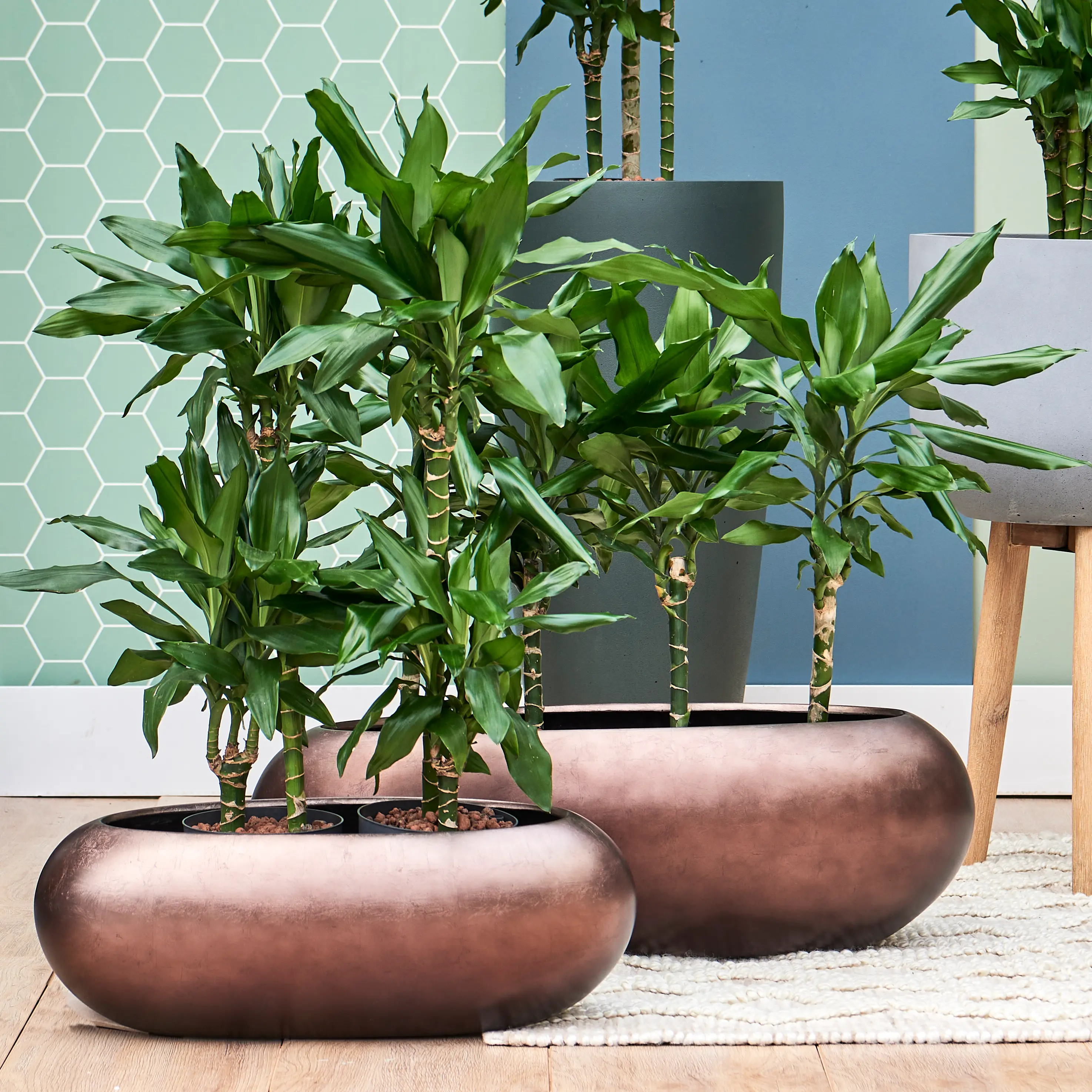 dracena deremensis warneckii Dracaena Warneckii | Air Purifying Easy Care Houseplants for Delivery