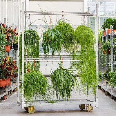 02-17 Rhipsalis-Lepismium DSC1648