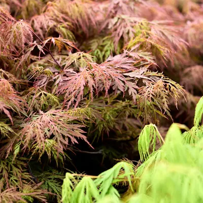 Acer