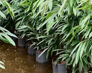 Ficus binnendijkii Amstel King