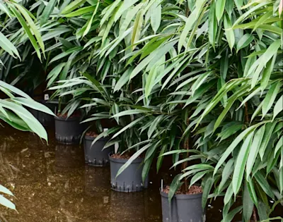Ficus binnendijkii Amstel King