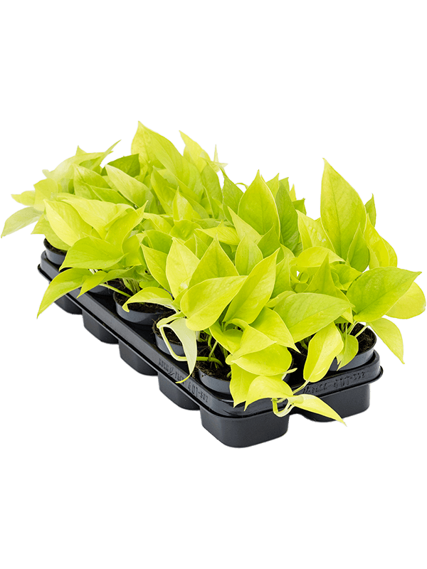 highlighted categories plants for vertical green