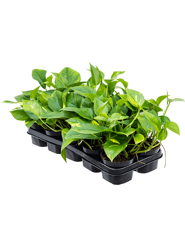 highlighted categories plants for vertical green